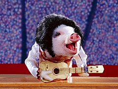 Elvis Pigsley